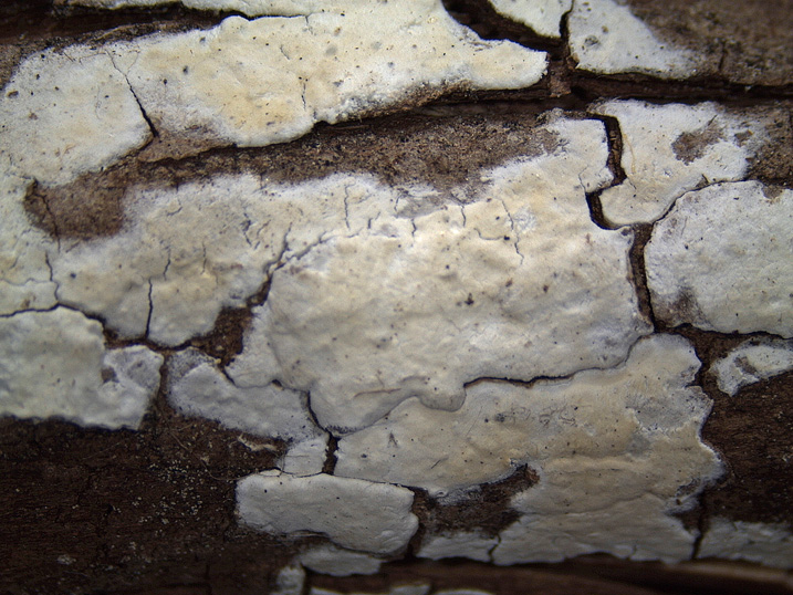 Piccola crosta su Ginestra (Hyphodontia juniper)